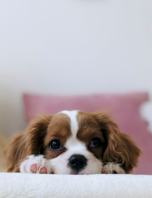 A cute puppy with brown and white fur peeks over a white surface, looking curiously at the camera.